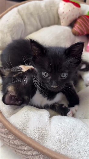 It’s been almost 3 weeks since Panther & Poppy(now Boo & Barry!) went to their forever home together