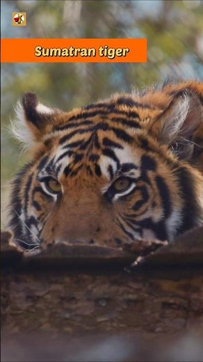 Sumatran Tiger Sounds (Gentle Purring in a Close-Up Portrait)