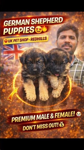 🔥 German Shepherd Male & Female in Redhills 😍 UK Pet Quality Puppies You Can’t Miss! #Shorts