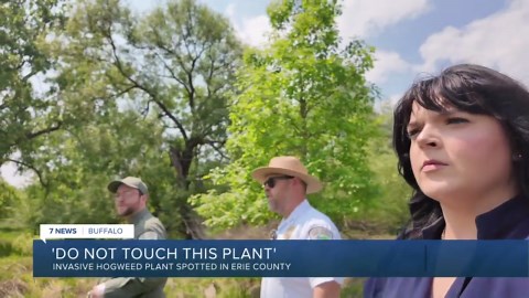 'Do not touch this plant': Invasive hogweed plant spotted in Erie County