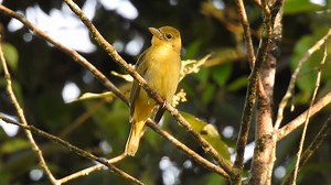 Summer Tanager, female, singing (Piranga rubra) Mexico, Central America, Europe. | BIRDS & Nature