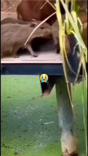 😭😎#capy #capybara #capybaratiktok #fyp