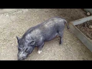 Funny Squealing Pig
