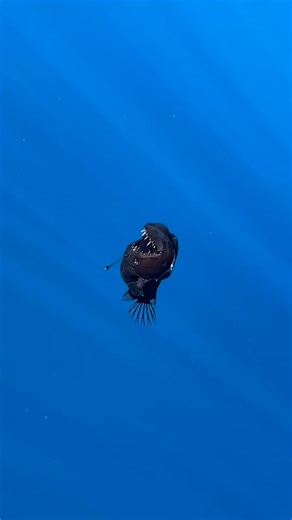 20M views · 281K reactions | This fish has hardly ever been filmed before 勞朗 | UNILAD Tech | Facebook