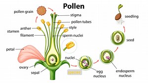 189K views · 7.6K reactions | Exploring the Plant Life Cycle: From Seed to Growth | Filipino Science Hub | Facebook