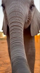 Baby Elephant Discovers Camera and Sneezes 🐘✨