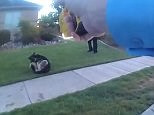 Bodycam captures moment cop using taser on dog during house call