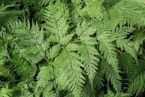 Davallia - Alchetron, The Free Social Encyclopedia