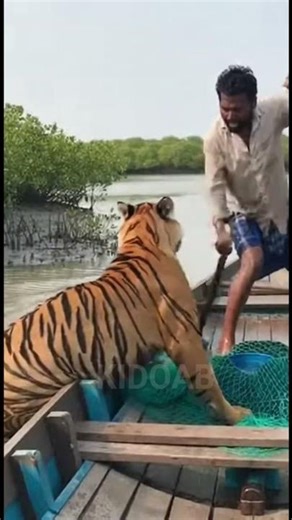 TIGER ENCOUNTER HEART-STOPPING MOMENT ! 😱 #ytshorts #shortfeed