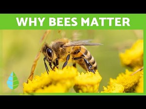 The Life Cycle of Bees 🐝💛 (From Life Cycle to Honey Making & Why They’re Vital)