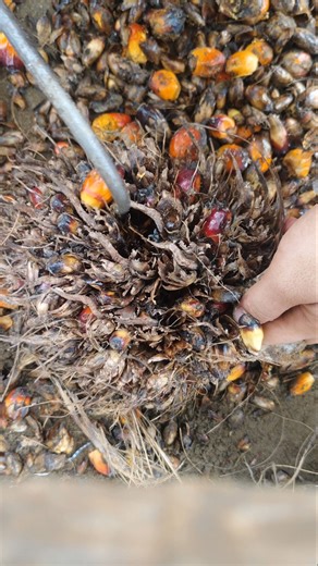 Loose palm fruitlets cost $0.22/ kg🤑💪 #smartfarming #neture #farm #plamoil #shorts #harvest #asmr