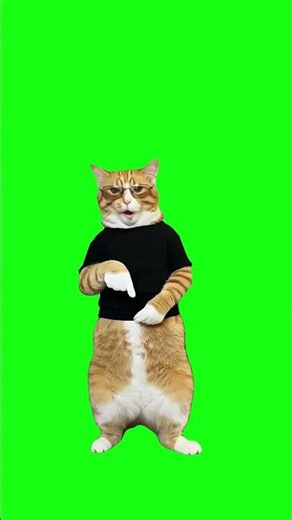 Cat Dancing to “Take the Phone, Baby” Green Screen #токсис #toxis #catdancing