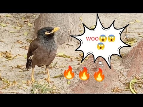 Myna toking#viralvideo#video