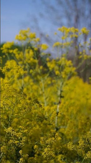 Isatis tinctoria | dyer's woad