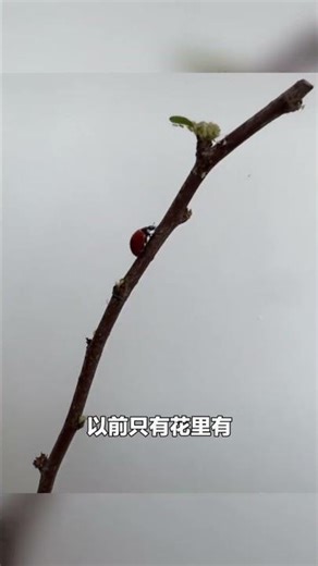 The insect world's "mukbang"! A man brought in ladybugs from the park to act as "doctors" because...