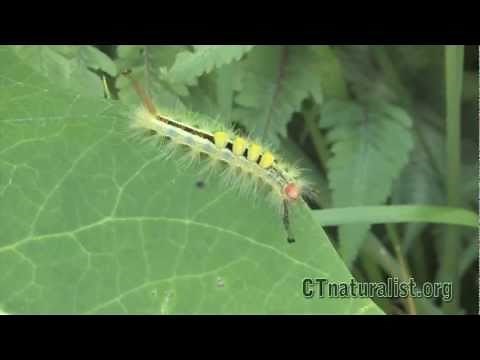 White Marked Tussock Moth Caterpillar - CTnatualist
