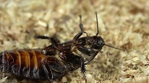 Cockroach lies on its back in the sawdust. Close up. Slow motion. View from above Stock Video