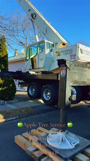 Removing a bunch of trees we're certified, skilled, and fully insured! b 4 & DM us for a free quote today! Appletreeservices|lcnj.com #fyp #ArboristLife #TreeTrimming #TreeRemoval #YardGoals @everyone