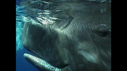 Jurassic Fight Club - EP05: le tueur des mers profondes