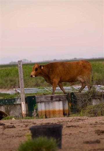 Burrowing owls in a cow pasture | Evening wildlife observation