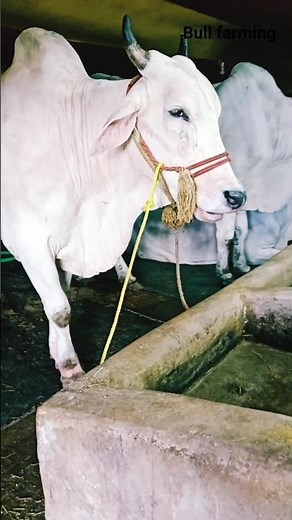 Bull farming#animals #trending #bullfarm #cattlefarm