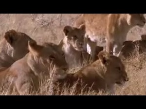 Lions vs Antelope | BBC Studios