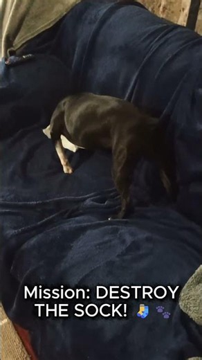 Boston Terrier Sock Attack!
