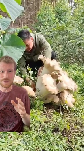 Dr. Fun Guy aka Gordon Walker | Behold these absolutely monstrous Giant Head mushrooms (Macrocybe titans), some id the largest mushrooms in the world. They are reported... | Instagram