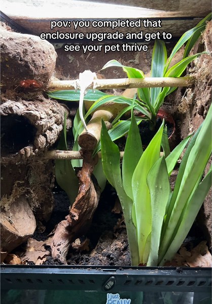Creating Bioactive Enclosures for Pet Reptiles