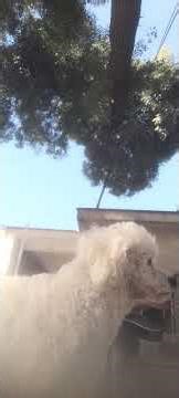 beatles- 12 cuerdas...in the stret