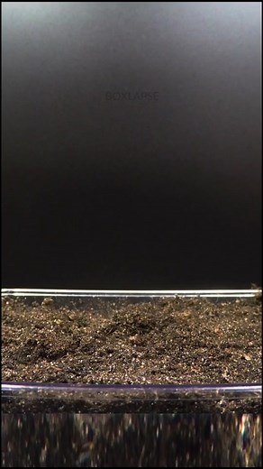 Purple basil! Check out the full video on youtube, link in bio #fyp #workfromhome #onabudget #planttiktok #microgreens