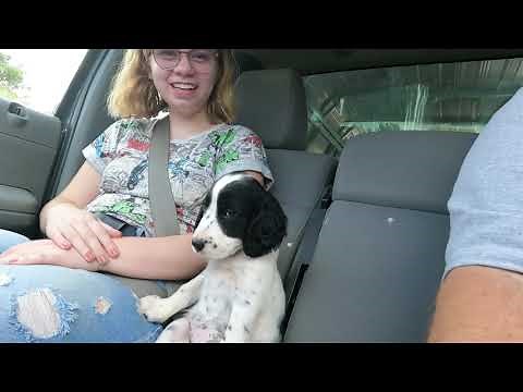 New English Setter Puppy
