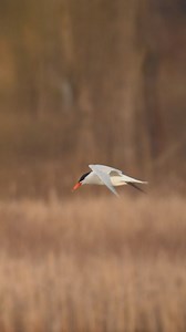 5.7K views · 30 reactions | Plan your next nature adventure on the Indiana Dunes Discovery Trail. | Indiana Dunes | Facebook