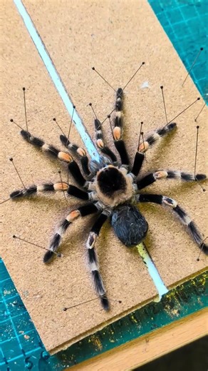 Taxidermy preservation of a dead tarantula. Natural death, educational content. #tarantula #acnh