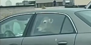 WATCH: Cow rides in McDonald’s drive-thru line