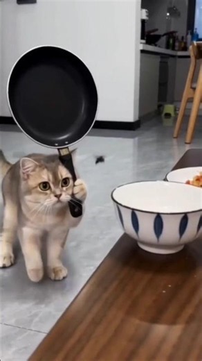 funny cat video 💥🤣🤪#cat#funny #funnyanimal #funnycat #catvideos #catcomedy #againmeowhaha #foryou