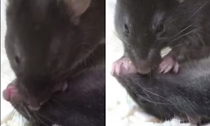 Scientists stunned after mouse performs 'mouse-to-mouse resuscitation' - GuardianTV