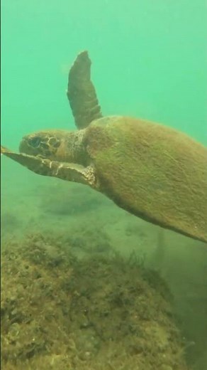 Hawksbill sea turtle glides through coral
