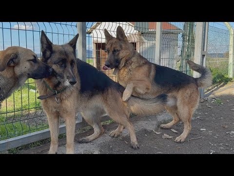 Escobar dobio novu ženku njemačkog ovčara! Nova kujica je tužna