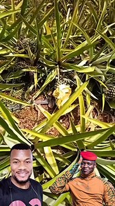 Burkina Faso export little or no fruits, most farmers sells their harvest to FASOFRUITS that’s produces assorted fruits juice. | The Inspirational Ark