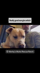 STEP RIGHT UP, FOLKS! Looking for a one-of-a-kind, gently used, top-of-the-line cuddle machine? Well, have I got the dog for you! Introducing Velvet Hippo—the softest, snuggliest, most love-soaked companion you’ll ever lay your arms around! Sure, she’s had a few minor tune-ups—we removed a couple of pesky tumors (no big deal, runs like a dream now)—and what we’ve got left is pure love on four legs. This gal’s got low miles, a heart of gold, and enough affection to power a small city. She’s the k