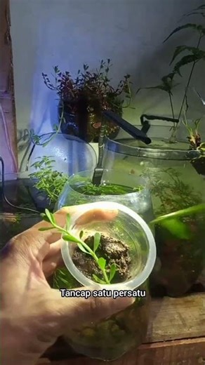 lakukan ini supaya tidak terlalu sering beli tanaman aquascape #tutorial #aquarium #minipond #galon