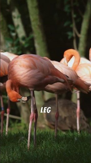 Exploring the Wonders of Wildlife: Flamingos