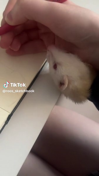 Creative Sketchbook Ideas for Artist and Ferret Lovers