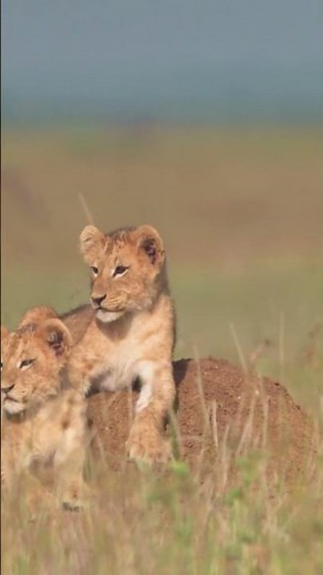Rare White Lion Cub Heartwarming Moments #lionbabies