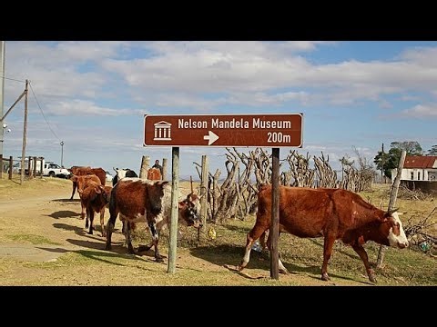 South Africa starts extensive vaccine campagin against FMD in cattle