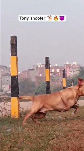Tony dog powerful 🔥🐕💯#newvideo #comedyvideos #