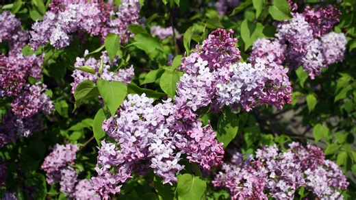 Celebrate Mother's Day in Mass.: Nine activities around the state - and one on Cape Cod