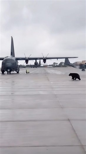 Even the Bear Wanted a Front Row Seat to the Jets at Hulburt Field