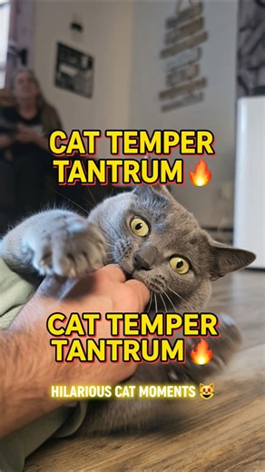 Funny Cat Moments 😄 P.t. 2 / CAT Temper Tantrum 🔥